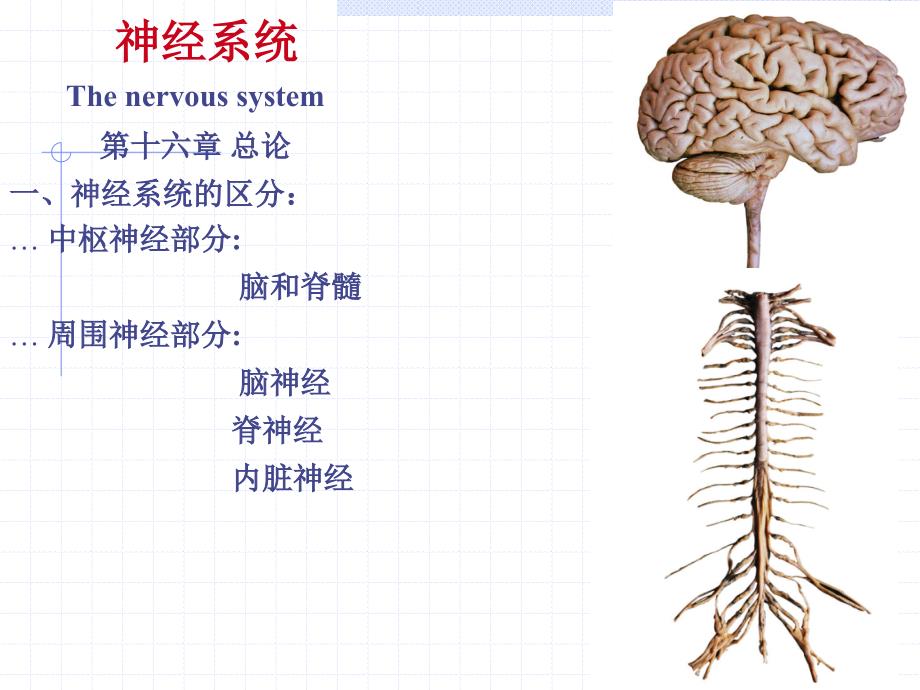 系统解剖学4脊髓、脑干_第1页