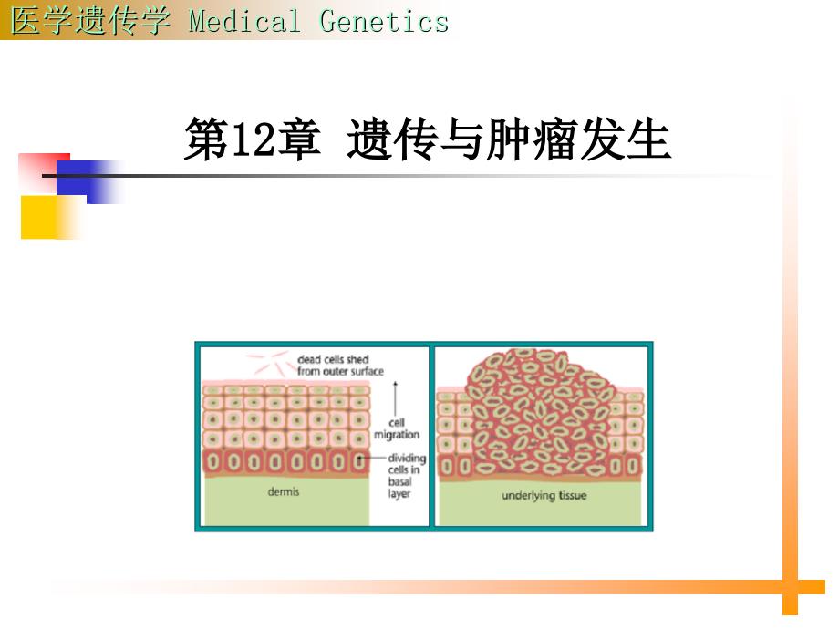 12 遗传与肿瘤lsy_第1页