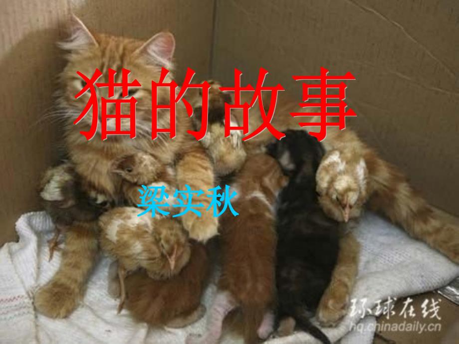 教育专题：猫的故事_第1页