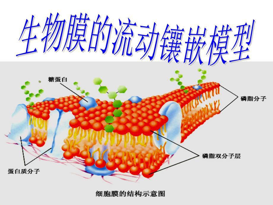 教育专题：流动镶嵌模型_第1页