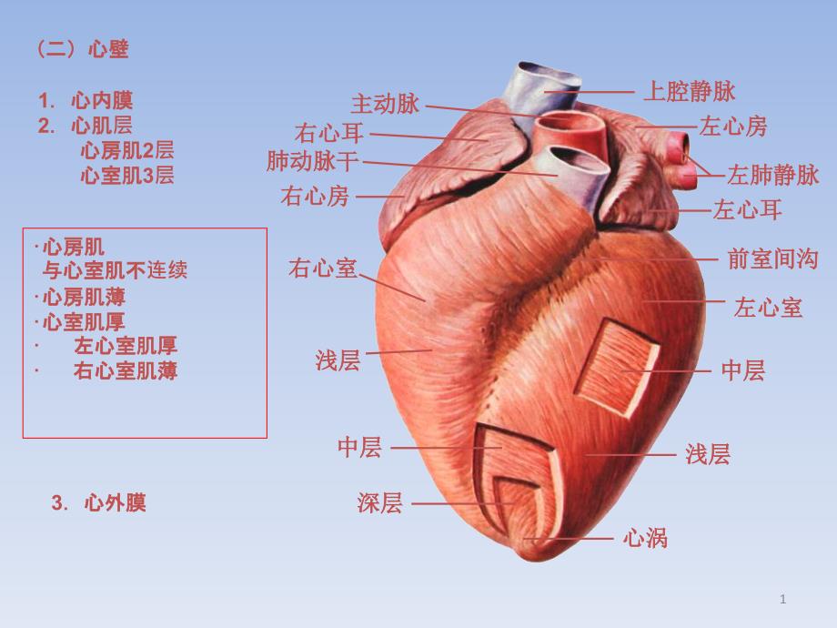 11-1.2-2心血管系统_第1页