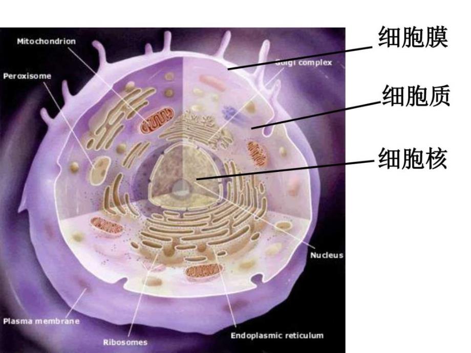 细胞核—系统的控制中心-(3)_图文课件_第1页