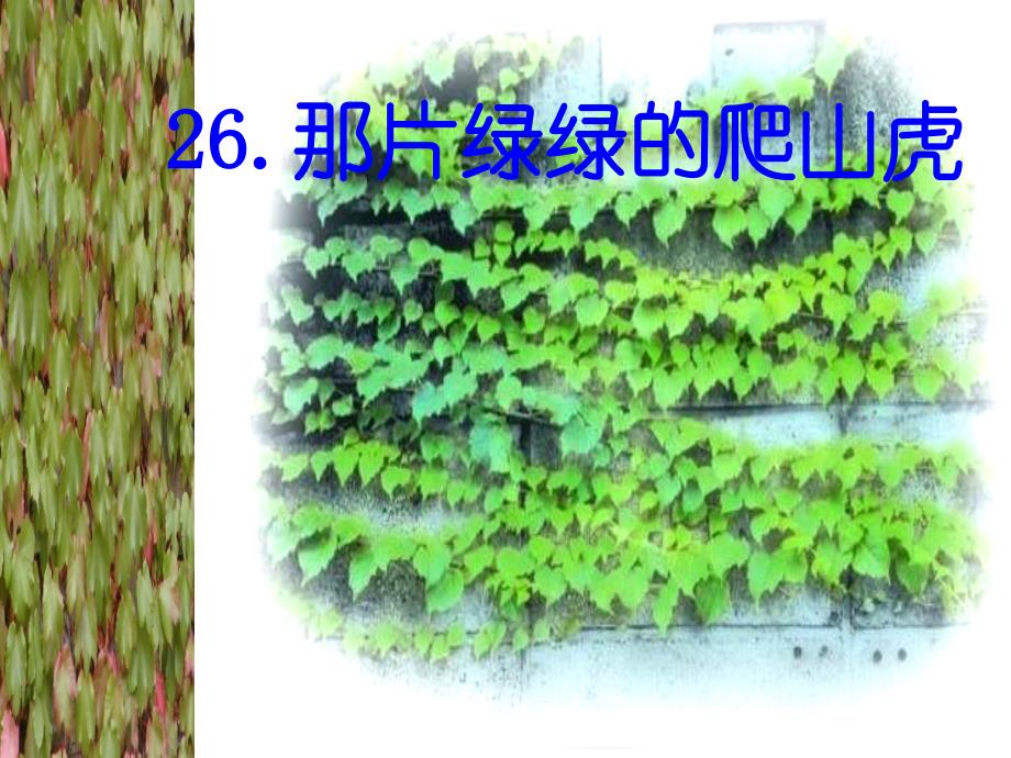 教育专题：26《那片绿绿的爬山虎》课件_第1页