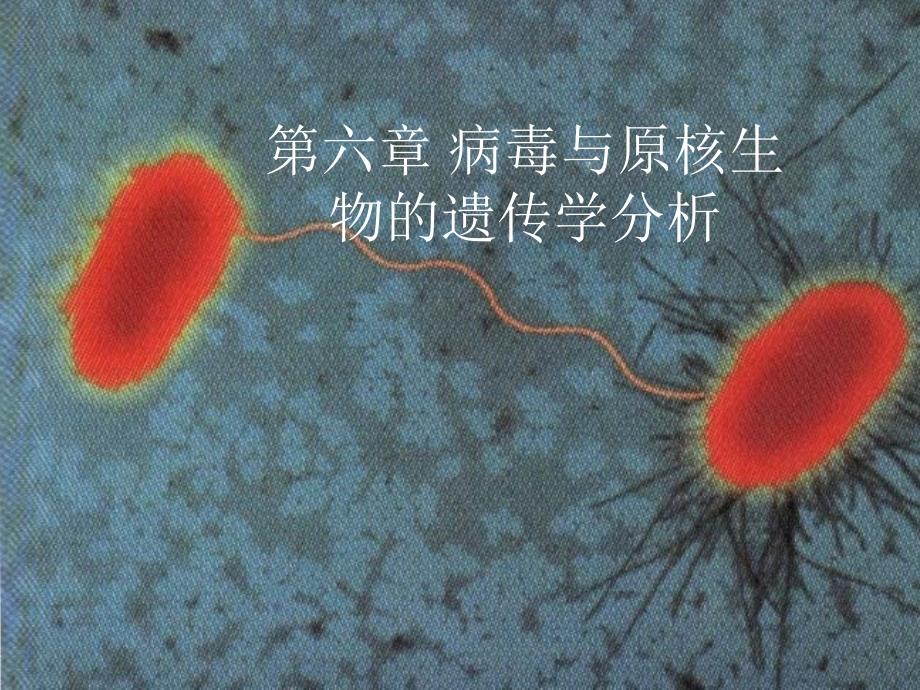 原核生物遗传分析_第1页