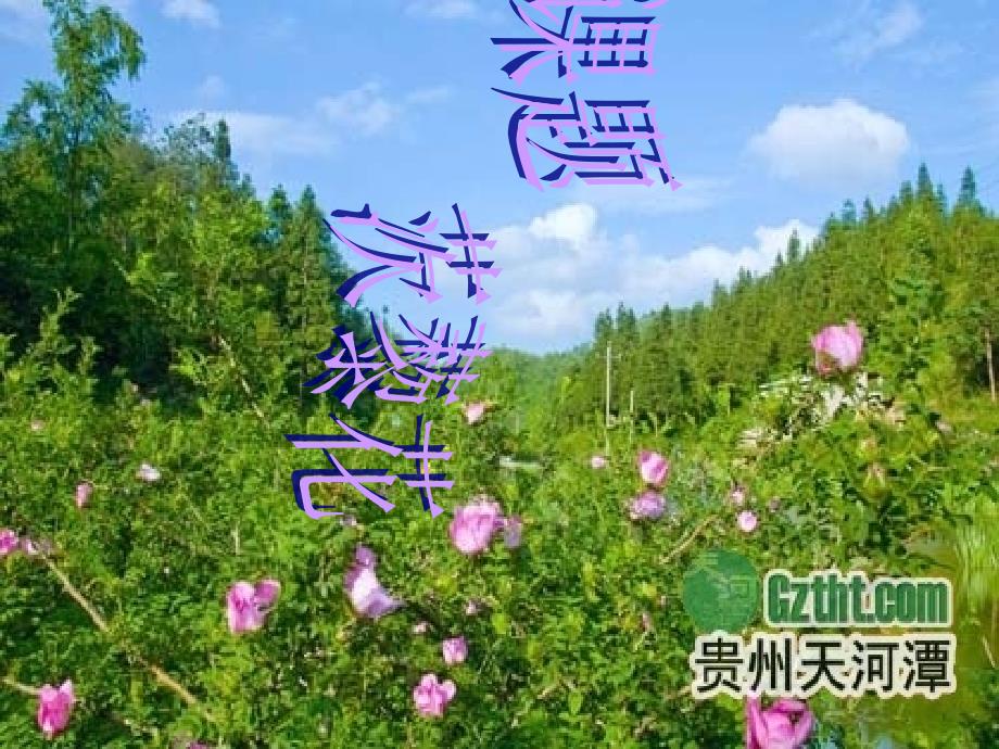 音乐-8、茨藜花课件娄素清ppt课件_第1页