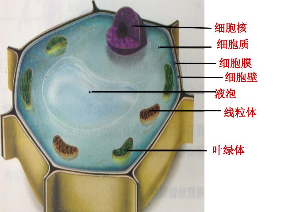 教育专题：213动物细胞 (2)_第1页