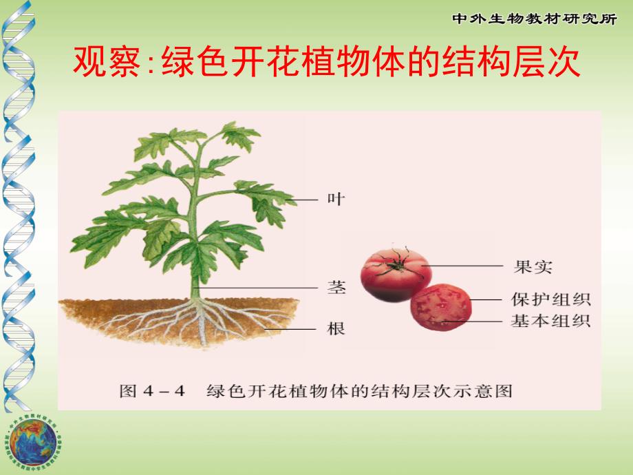 教育专题：生物体的结构层次_第1页