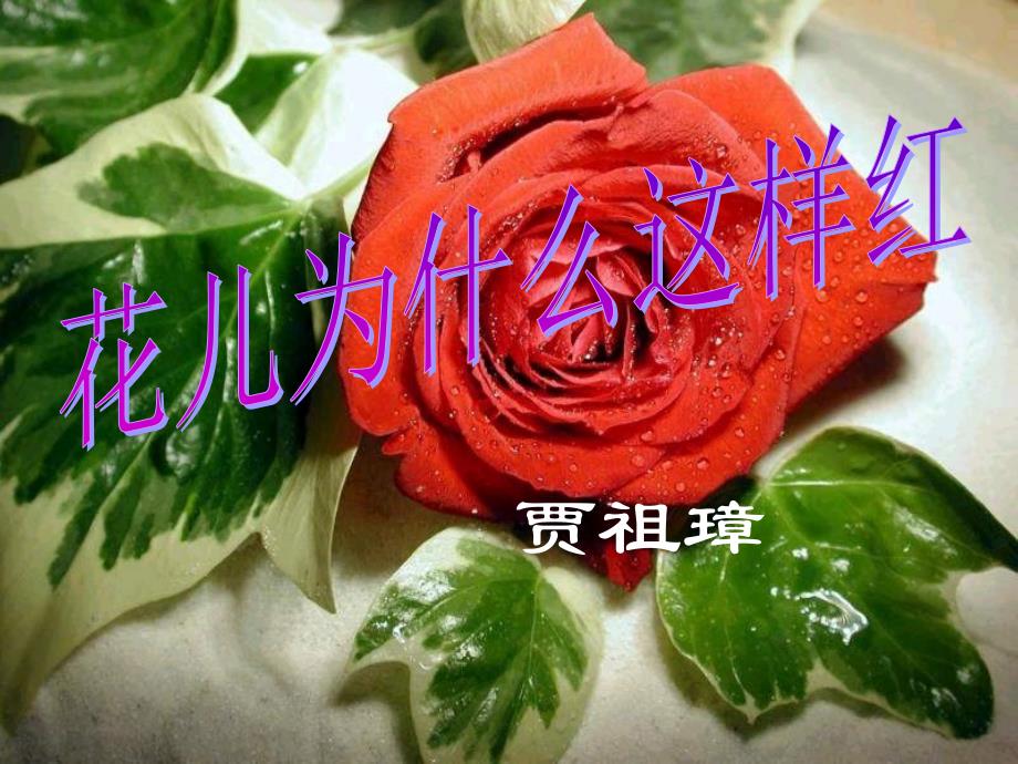 教育专题：《花儿为什么这样红》课件_第1页