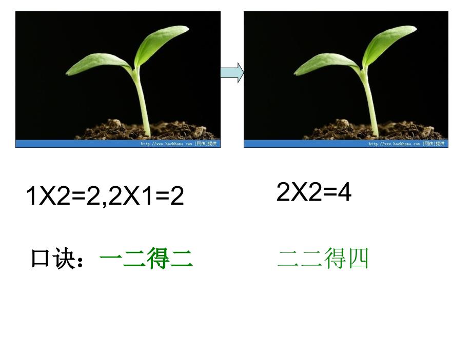 教育精品：2-4的乘法口诀_第1页