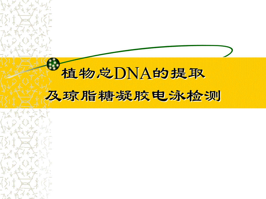 植物总DNA提取及琼脂糖凝胶电泳检测课件_第1页