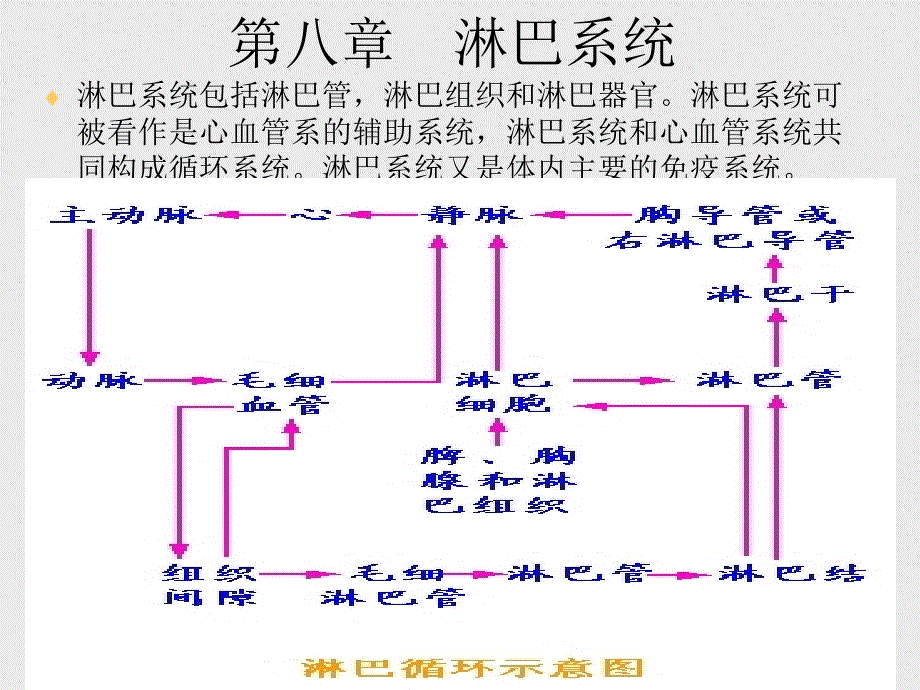 第八章 淋巴系统_第1页