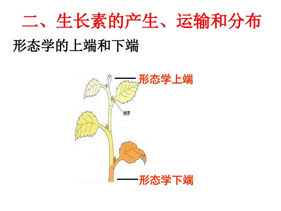 教育专题：3-2生长素的生理作用_第1页