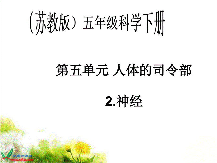 教育专题：苏教版小学科学五年级下册《神经》课件_第1页