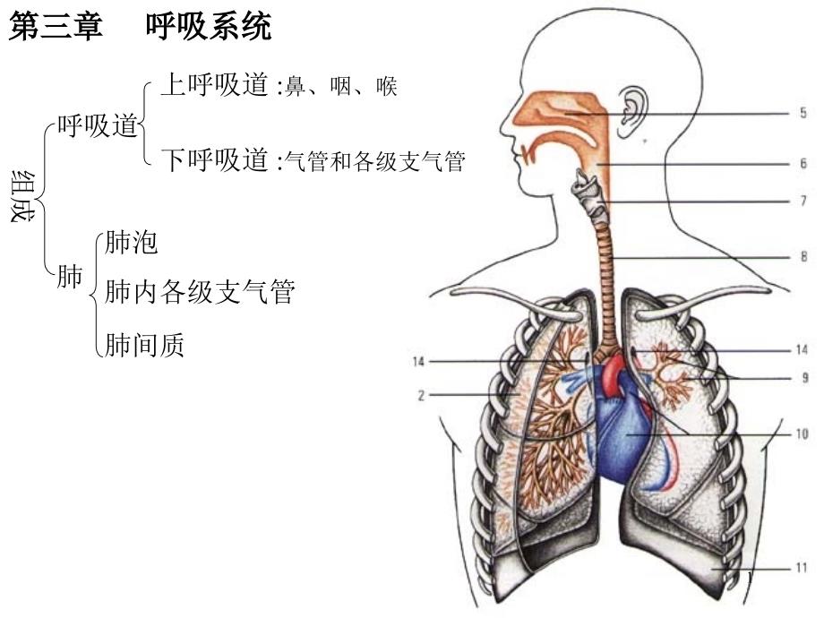 呼吸系统学_第1页