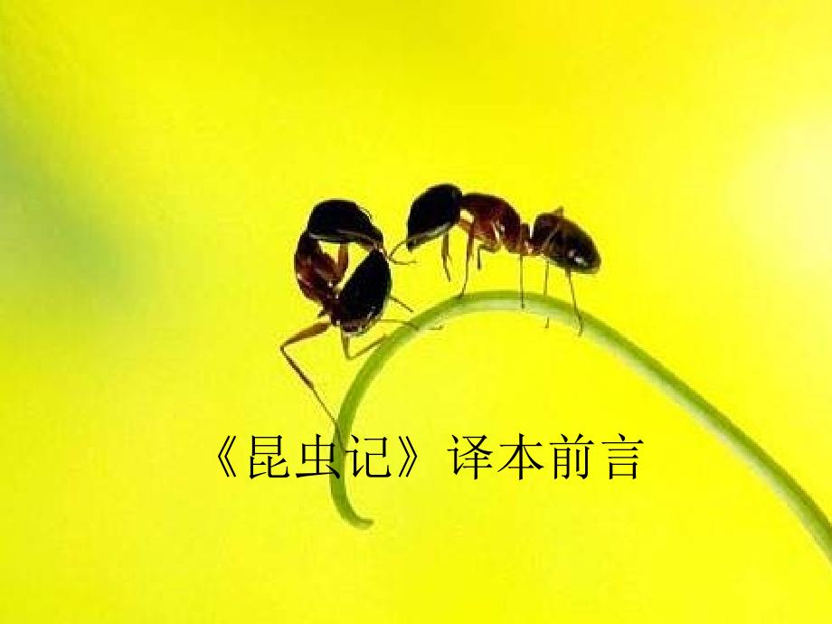 教育专题：七年级语文昆虫记_第1页