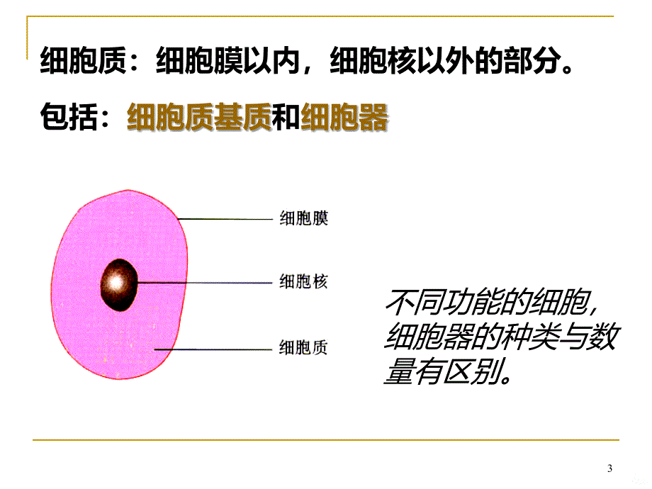 细胞器——系统内的分工合作共张PPT课件_第1页