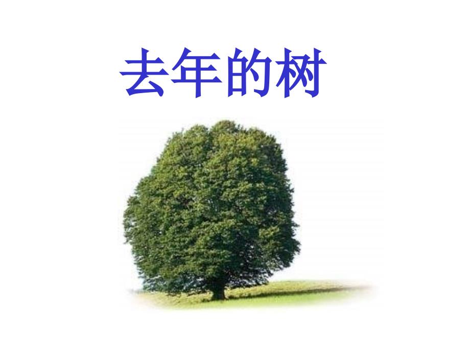 《去年的树》课件_第1页