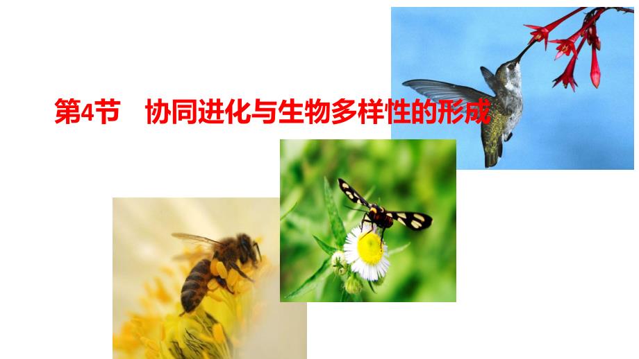 （新教材）协同进化与生物多样性的形成课件人教版_第1页