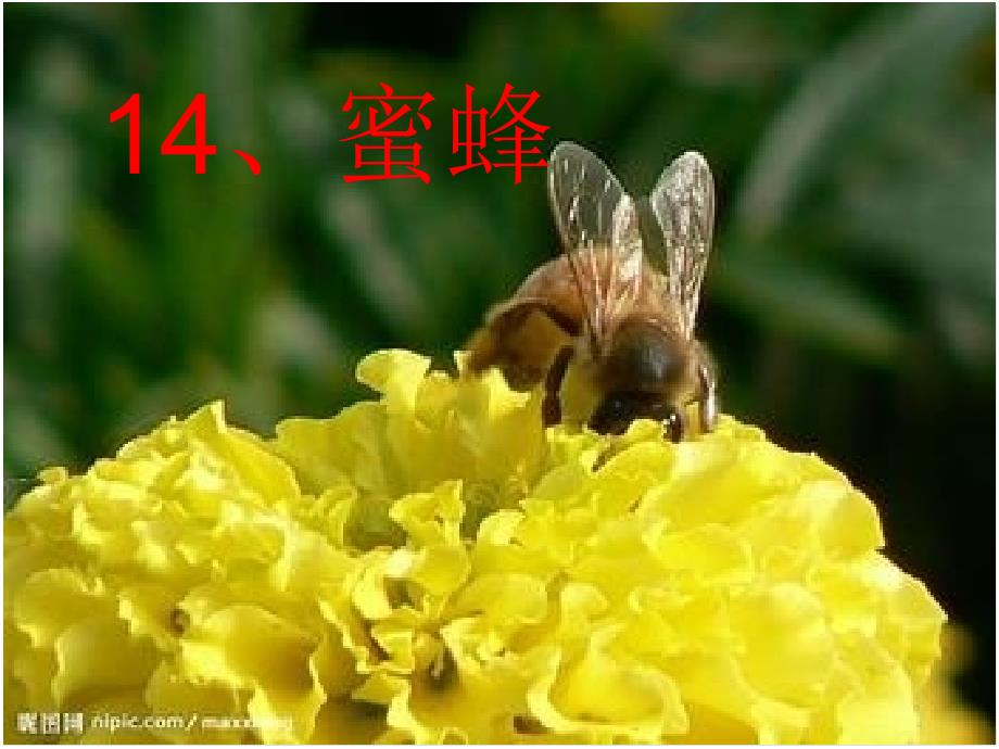 教育专题：14、蜜蜂 (2)_第1页