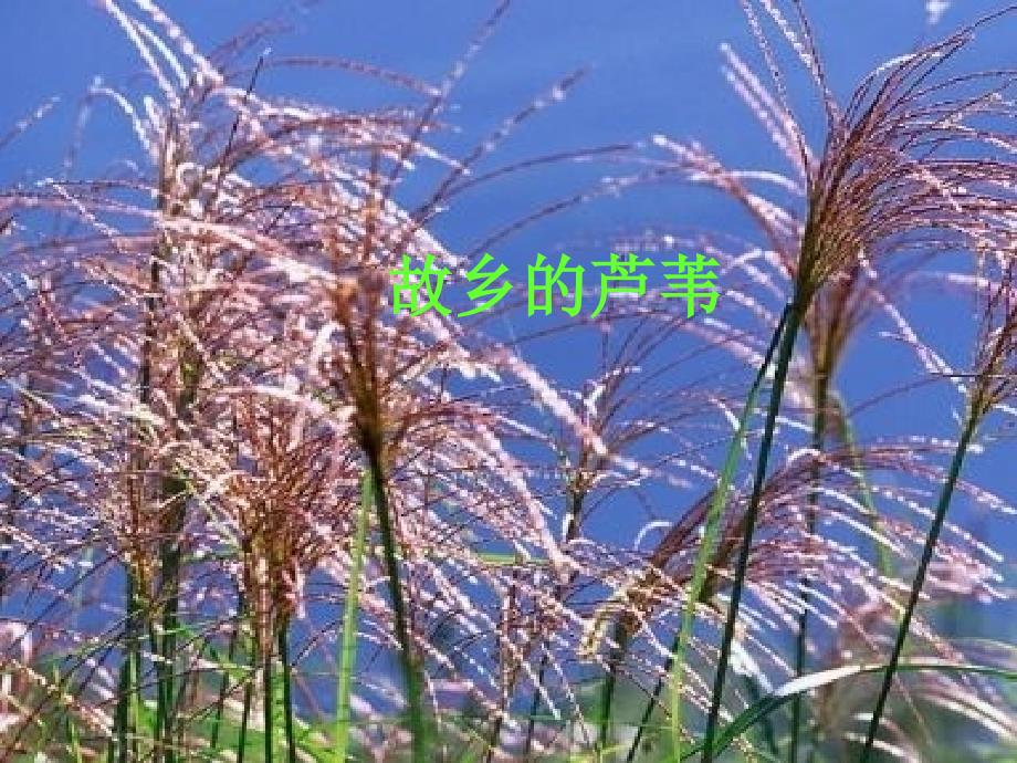 《故乡的芦苇》_第1页