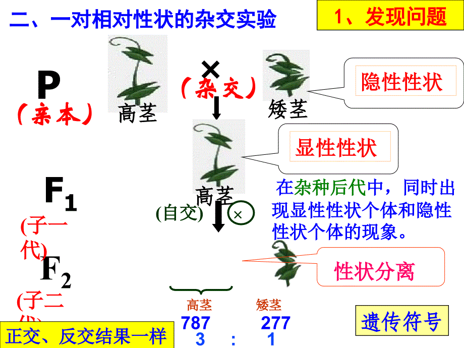 2-1-1 孟德尔的豌豆杂交实验(一)20101012(青)(精品)_第1页