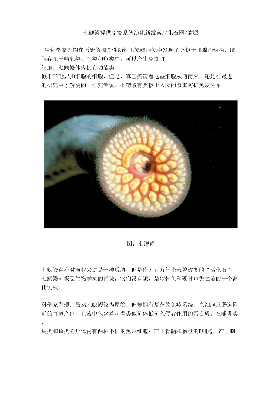 七鳃鳗提供免疫系统演化新线索_第1页
