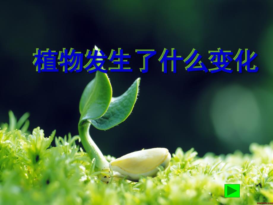 教科小学科学三年级上册《1.6、植物发生了什么变化》PPT(4)教学课件设计_第1页