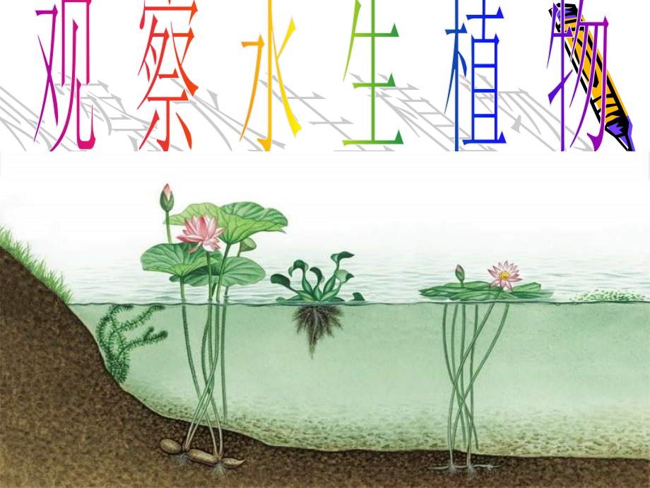 教科小学科学三年级上册《1.4、观察水生植物》PPT(4)教学课件设计_第1页