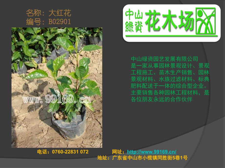 广东省绿化园林花木之按树八角金盘白苋草白蝴蝶大红花1(精品)_第1页