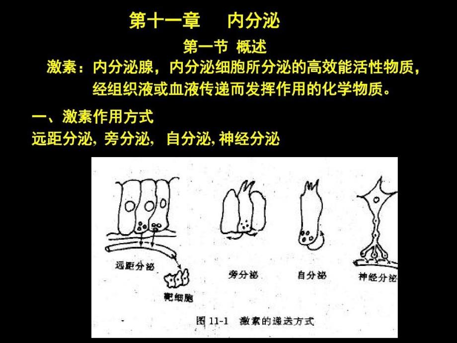 促甲状腺激素释放激素共32张课件_第1页