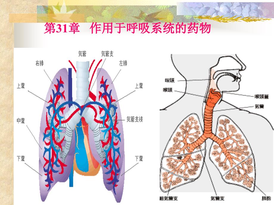 作用于呼吸系统的药物课件_第1页