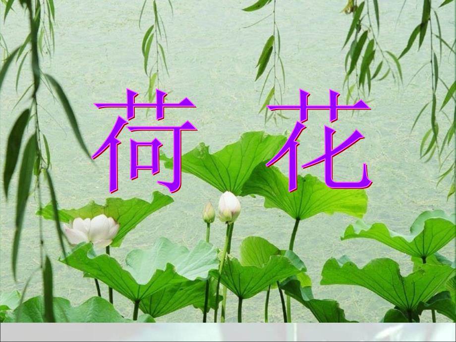 教育专题：13《荷花》PPT课件 (2)_第1页