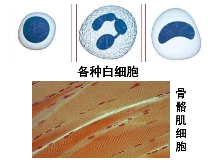 生物：3.3《细胞核-系统的控制中心》课件(新人教版必修1)湖南师大(精品)_第1页