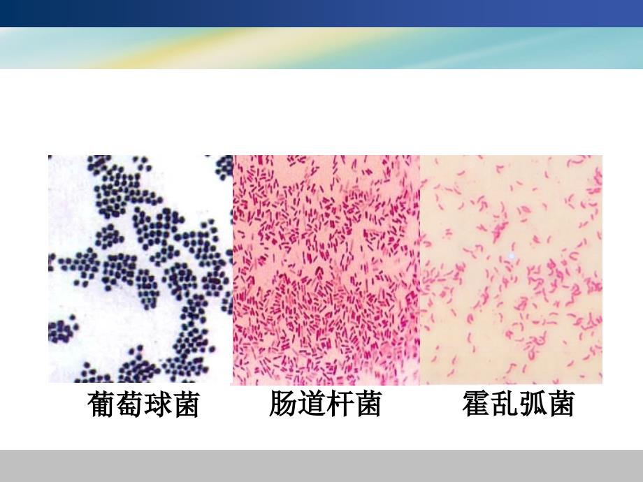 医学实验课复习课件_第1页