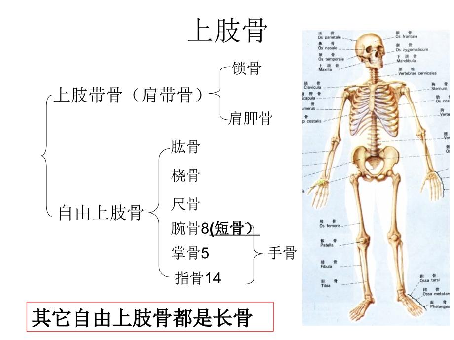 上肢骨下肢骨新大纲ppt课件_第1页