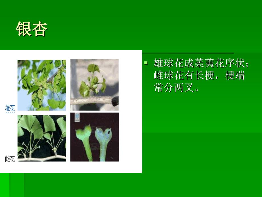 常见园林用植物介绍(精品)_第1页