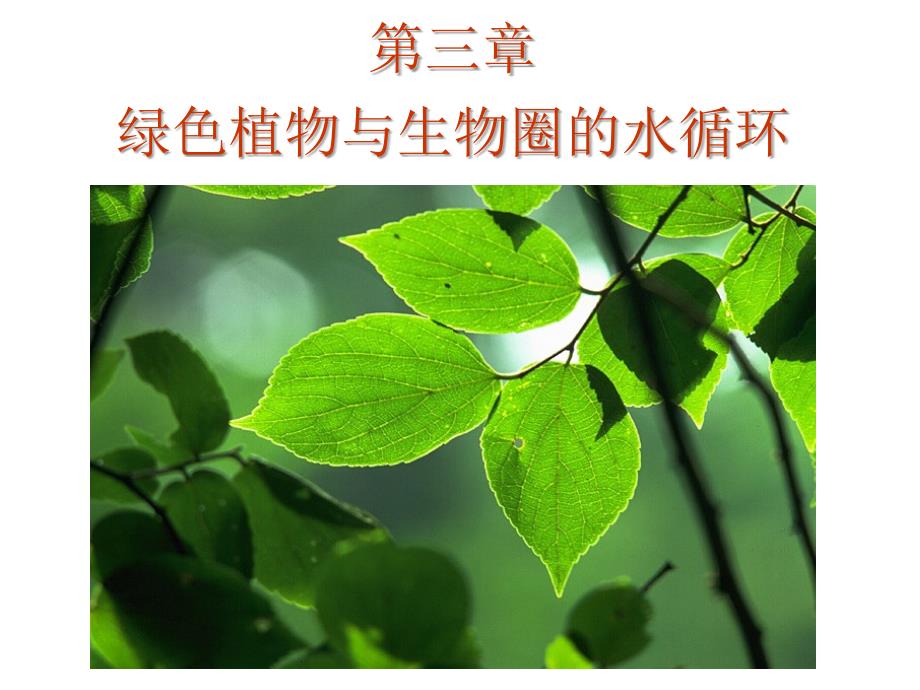 教育专题：333绿色植物参与生物圈的水循环（上课用）_第1页