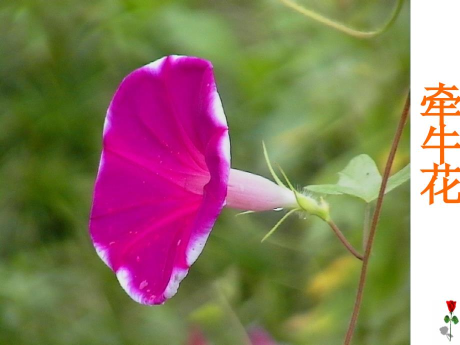 教育专题：三年级语文《花钟》课件_第1页