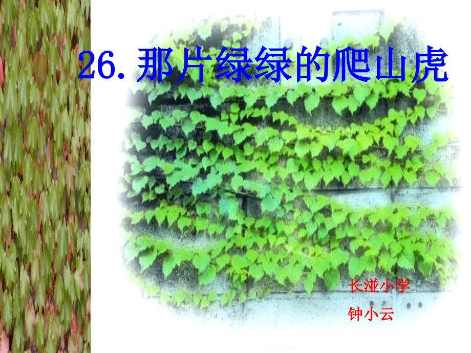 教育专题：26那片绿绿的爬山虎 (2)_第1页