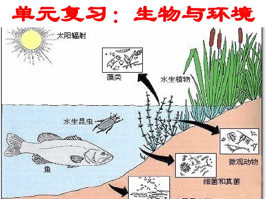 教育专题：七年级生物_生态系统课件_第1页