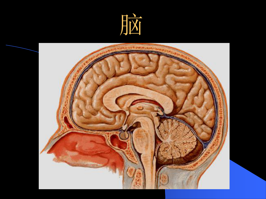 人体解剖学：14小脑-大脑_第1页