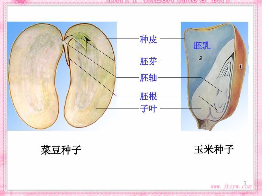 种子的萌发(新人教版)教学课件_第1页