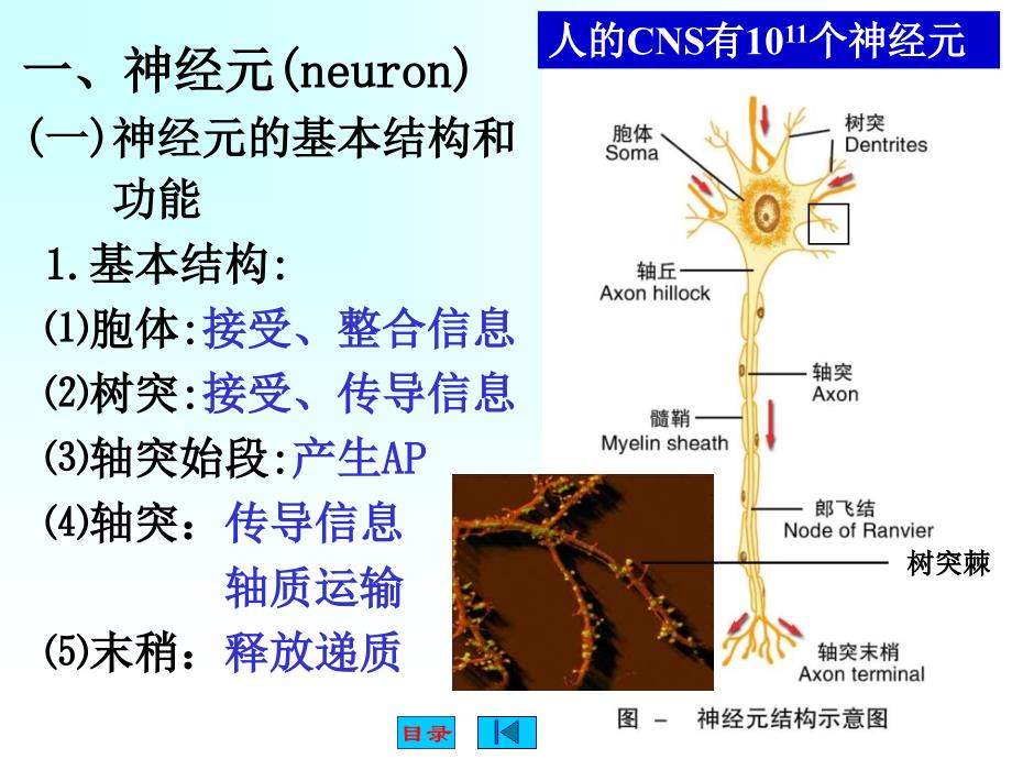 神经生理ppt课件_第1页