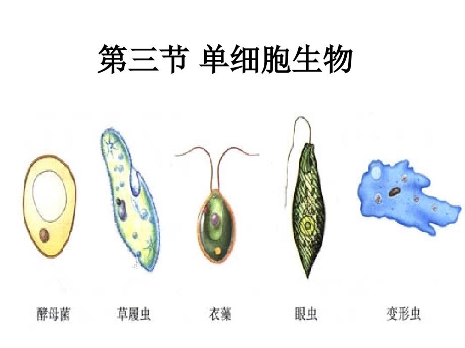 《单细胞生物》参考课件1_第1页