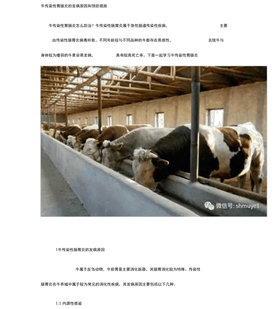 牛传染性胃肠炎的发病原因和预防措施_第1页