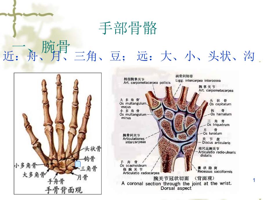 手部解剖ppt课件_第1页