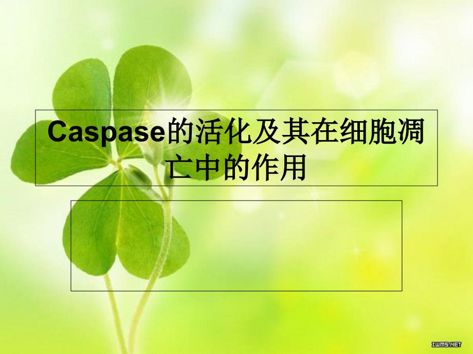 Caspase的活化及其在细胞凋亡_第1页