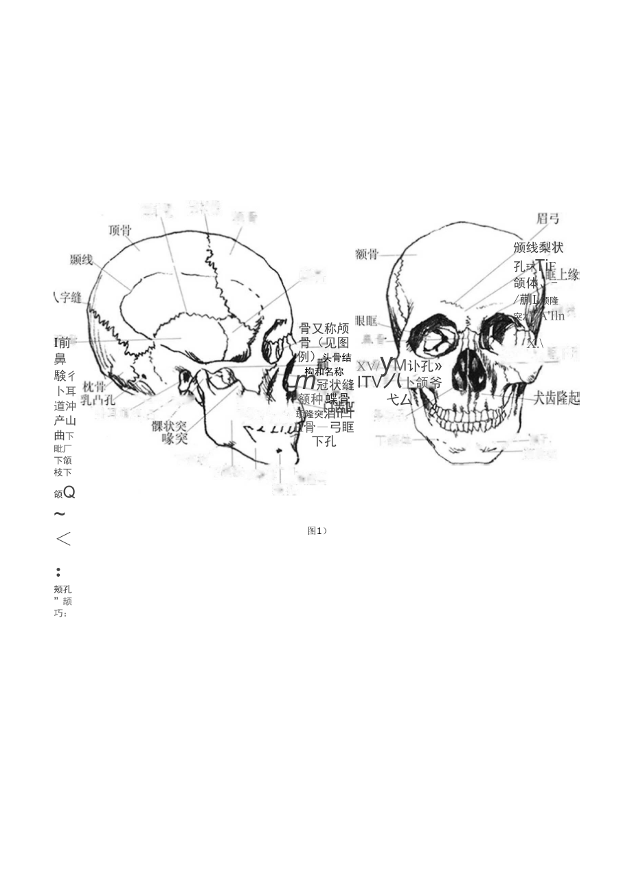 头骨结构和名称_第1页