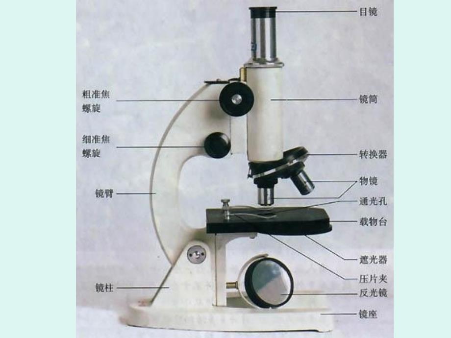 主题2生物体的结构层次_第1页