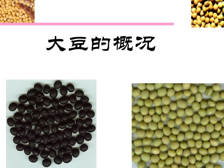 《大豆的概况》PPT课件_第1页